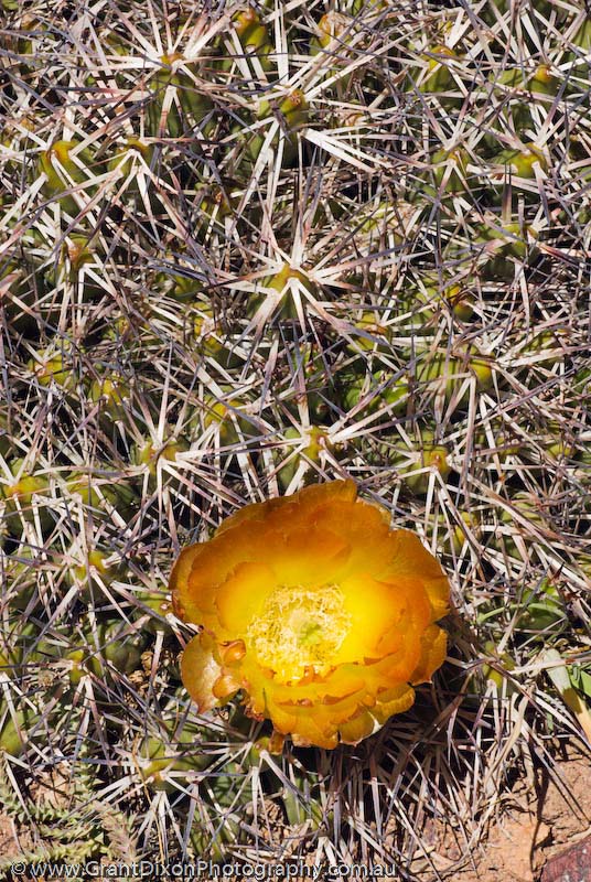 image of Colorado cactus flower