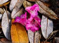 Fallen leaves and Rhododendron flowers,