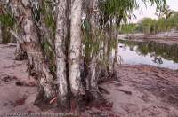 AUSTRALIA, Western Australia, West Kimberley. Paperbark (Melaleuca) trees beside waterhole, Bachsten Creek.