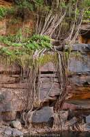 AUSTRALIA, Western Australia, West Kimberley. Fig tree roots on sandstone cliffs beside waterfall, Bachsten Creek.