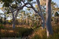 AUSTRALIA, Western Australia, West Kimberley. Woodland near Bachsten Creek.