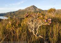 Melaleuca shrub & Mt Rugby at sunset, Port Davey area, Tasmanian Wilderness World Heritage Area.