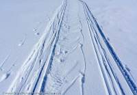 Ski and sled tracks, Byam Martin Mountains, Sirmilik National Park, Bylot Island, Nunavut, Canada