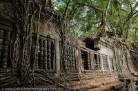 CAMBODIA, Siem Reap, Beng Mealea.  Tree roots overgrowing ruins of Angkor-era temple at Beng Mealeay, built in 12th century.