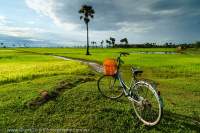 CAMBODIA, Siem Reap area. Bicycle parked overlooking flooded rice fields.