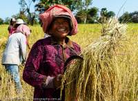CAMBODIA, Siem Reap area. Woman harvesting rice.
