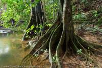 Streamside forest on Pepper-frog Hill, Areng valley, Koh Kong, Cambodia.