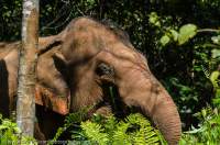 CAMBODIA, Mondulkiri, Sen Monorom. Rescued, former working elephants, Elephant Valley Project.
