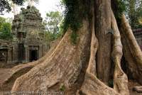 CAMBODIA, Siem Reap, Temples of Angkor. Buttress roots of large silk-cotton tree within inner enclosure at Ta Prohm, temple monastery built in late 12th century.