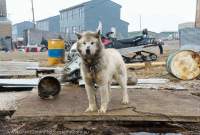 Husky tethered amongst houses and abandoned junk in Pangnirtung village. In much of the Arctic, Huskies are companions or pets rather than working sled dogs.