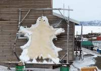 Polar bear skin stretched for drying. Inuit people are permitted to kill a limited number of polar bears annually for traditional purposes.