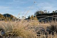 AUSTRALIA, Tasmania, Franklin-Gordon Wild Rivers National Park. Frosted Button Grass near Lake Vera, Frenchmans cap walking track.