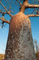 AUSTRALIA, Western Australia, West Kimberley. Calder River.  Bark detail of Boab (Adansonia gregorii), in dry season when tree is deciduous, sunset.