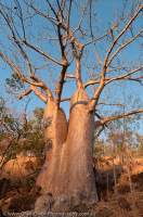 AUSTRALIA, Western Australia, West Kimberley. Calder River.  Boab (Adansonia gregorii), in dry season when tree is deciduous, sunrise.