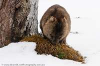 AUSTRALIA, Tasmania. Wombat in winter snow, Cradle Mountain, Cradle Mountain -Lake St Clair National Park.