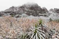 AUSTRALIA, Tasmania, Cradle Mountain - Lake St Clair National Park. Endemic Deciduous Beech (Nothofagus gunnii) and Pandani heath (Richea pandanifolia) in autumn snow, below Cradle Mountain, Overland Track.