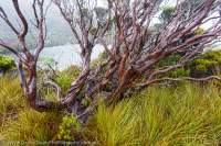 Cradle Mountain area, Tasmanian Wilderness World Heritage Area
