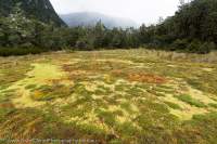 Iris Burn, Fiordland. Museum Range to Kepler Mtns, NZ 2024