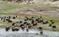 NEPAL, Dolpo. Yaks laden with goods en route to Yarsagumba harvest in high grasslands.