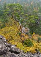 Autumn in Pine Valley, Du Cane Range, Cradle Mountain - Lk St Clair National Park, Tasmanian Wilderness World Heritage Area.