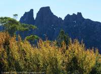 Autumn colour of deciduous Southern Beech (Nothofagus gunnii) & Mt Geryon, The Labyrinth, Cradle Mountain - Lake St Clair National Park, Tasmanian Wilderness World Heritage Area.