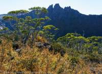 Autumn colour of deciduous Southern Beech (Nothofagus gunnii) & Mt Geryon, The Labyrinth, Cradle Mountain - Lake St Clair National Park, Tasmanian Wilderness World Heritage Area.