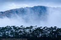 AUSTRALIA, Tasmania, Cradle Mtn - Lk St Clair National Park. Eldon Range.