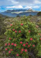 Tasmanian Waratah (Telopea truncata), Eldon Range, Tasmanian Wilderness World Heritage Area