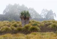 Pandani & buttongrass, Eldon Range, Tasmanian Wilderness World Heritage Area