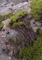 Prostrate alpine shrub, Eldon Range, Tasmanian Wilderness World Heritage Area