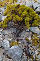 NEW ZEALAND, Fiordland National Park. Dark Cloud Range. Prostrate Pink Pine (Halocarpus biformis), endemic Podocarp.