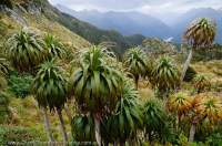 NEW ZEALAND, Fiordland National Park. Dark Cloud Range. Mountain Neinei (Dracophyllum traversii).
