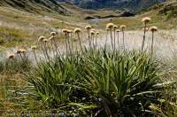 NEW ZEALAND, Fiordland National Park. Pleasant Range. Mountain daisy (Celmisia sp.) flower heads.