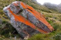 NEW ZEALAND, Fiordland National Park. Glacial erratic boulder covered in red lichen.