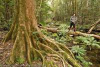 AUSTRALIA, Queensland, Far North, Mossman. Bushwalker in tropical rainforest, Daintree River National Park.