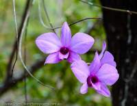 AUSTRALIA, Queensland, Cape York Peninsula. Cooktown Orchid (Vappodes phalaenopsis), the floral emblem of Queensland.