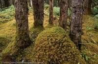USA, ALASKA, Glacier Bay National Park. Lush moss flooring spruce-hemlock forest, Bartlett Cove.