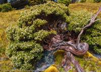 Baekea gunniana alpine shrub, Tasmanian Wilderness World Heritage Area