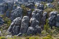Mammillated bluffs and alpine rainforest, Tasmanian Wilderness World Heritage Area