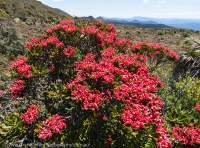 Waratah flowers, Hartz Mountains National Park, Tasmania