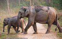 INDIA, Uttaranchal, Ramnagar, Corbett National Park. Wild Asian Elephants cross a road near Dhikala.