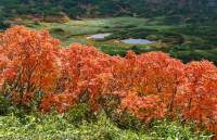 Autumn colours, Asahidake, Daisetsuzan National Park,  Hokkaido, Japan.