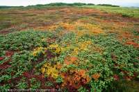 Autumn colours, Asahidake, Daisetsuzan National Park,  Hokkaido, Japan.