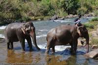 LAOS, Salavan, Tat Lo. Asian Elephants crossing river after washdown.