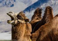 Camels, used for tourist rides but offspring of former pack animals used for trade on the Silk Road, Nubra valley