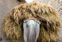 Horse bringing in harvested barley to village for threshing, Hemis National Park