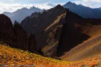Uplifted, now vertically-dipping sedimentary rock strata of Stok Range, with Autumn (Fall) colour of alpine shrubs, Hemis National Park. Sunrise.