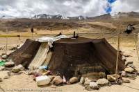 Nomadic herders camp (with traditional yak wool tent) above Tso Moriri, a large (19km long) brackish high altitude (4700m) lake famous as breeding site of many bird species, Changthang region.