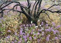 Mulla Mulla (Ptilotus exaltatus) in flower, Inarlanga Pass, Heavitree Range, Tjoritja/West MacDonnell National Park, Northern Territory, Australia.