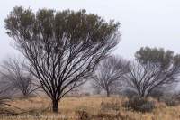 Mulga trees in mist, Inarlanga Pass, Heavitree Range, Tjoritja/West MacDonnell National Park, Northern Territory, Australia.